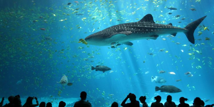 National Oceanographic Museum Nha Trang